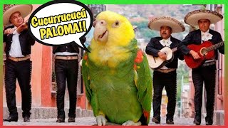 LORO CANTANDO Cucurrucucú Paloma 🕊️ 🎶 Un lorito divertido [upl. by Lewiss357]