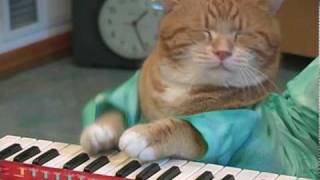 Keyboard Cat REINCARNATED [upl. by Ahsilyt901]