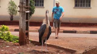 Man Attacked by African Stork [upl. by Ecnarretal]