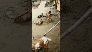 Trending Farming in india goat bakra shorts youtubeshorts bakripalan goatfarming [upl. by Aierbma]