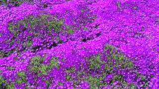 Delosperma cooperi  Iceplant [upl. by Perretta]