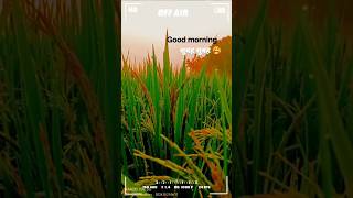 shortsviral 🔥🔥🔥 Good morning सुबह हो गई है भाई😭🌾 shortvideos viralvideos youtubeshorts WWE ‼️👀 [upl. by Ahsakat]