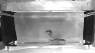 闘い後の野生型ゼブラフィッシュの敗者の行動  Normal behavior of losing wildtype zebrafish 10 minutes after a fight [upl. by Sollars341]