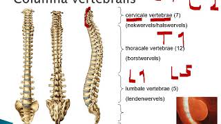 4 1 Wervelkolom en borstkas [upl. by Phare]