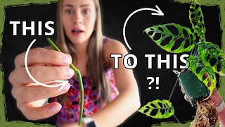 How To Propagate Node Houseplants EASY From Start to Finish [upl. by Nakeber]