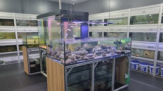 Local Fish Store Tour  Exotic Aquarium and Pets [upl. by Ttayw]