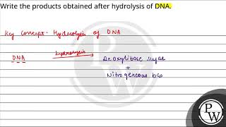 Write the products obtained after hydrolysis of DNA [upl. by Hourigan202]