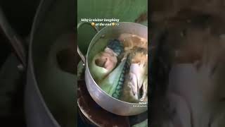 My little recipe preparing stew rice and beans [upl. by Adekam]