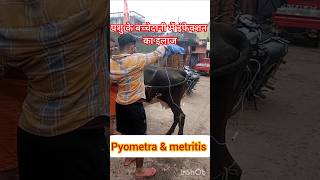 Treatment of Pyometra in cow amp buffalo treatment of metritis Treatment of uterine impaction [upl. by Javier]