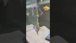 Mono Angel fish Tank [upl. by Neiht]