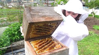 Traditional Japanese honey harvest Apis cerana japonica [upl. by Malamud212]