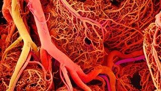 Anatomy and Physiology of Blood Vessels [upl. by Shirberg45]