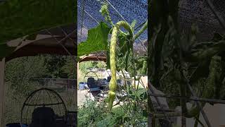 Tromboncino 15in length 🌱 utahgardening utah selfsufficient garden vegetables squash plants [upl. by Irakuy785]