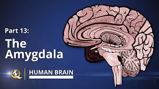 Amygdala  Human Brain Series  Part 13 [upl. by Irahc]