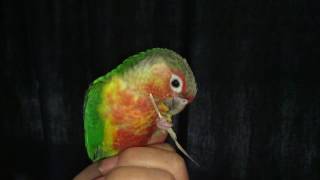 Chimp my Yellow Sided Green Cheek Conure preening Kronas feather in slowmotion [upl. by Trinity920]