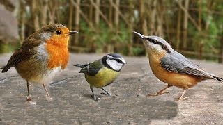 Video for Cats  Birds Tweeting on The Bench [upl. by Liane]