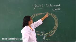 MBBS ANATOMY  Intercostal Space made Easy [upl. by Ezarras]