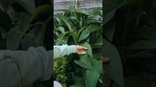 Identifying Comfrey A Closer Look at This Healing Herb comfrey organicgardening [upl. by Alyk453]