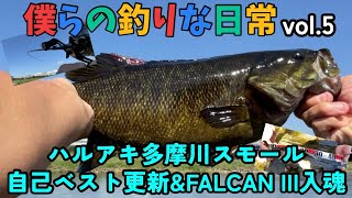 僕らの釣りな日常5ハルアキ多摩川スモール自己ベスト更新‼︎ついでにFALCAN IIIも入魂しちゃった❤️ [upl. by Nettie262]