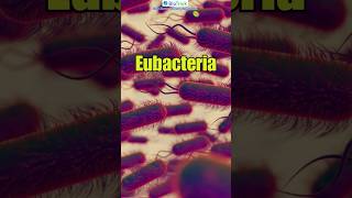 Eubacteria  General characteristics of Bacteria  Biological Classification  Class 11 Biology [upl. by Timon643]