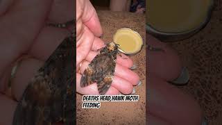 Deaths head hawk moth feeding insect moths hawkmoth youtubegrowth saveanimals [upl. by Blackmore]