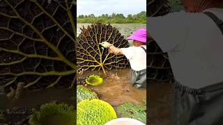 Beautiful Natural Gorgon Harvesting amp Rural Life  Prickly Water Lily Seeds shorts youtubeshorts [upl. by Teevens]