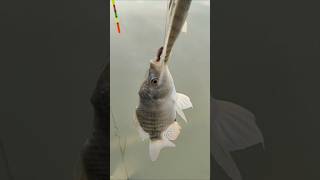 New fishing videos  Fishing with Normfishingshortsreelsfishing video [upl. by Amleht]