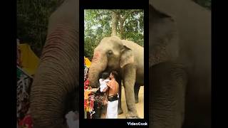 මද්දුගෙන් ආශිර්වාද ලැබූ රෝසමල elephante srilankaelephant subscribe kabalitta [upl. by Sollows92]