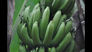 Production de la banane plantain en contre saison  Pratique [upl. by Nata]