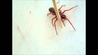 The Woodlouse Spider Dysdera crocata in HD 1080p [upl. by Davida]