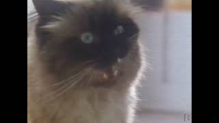 Whiskas Cat Food Commercial 1990 [upl. by Il120]