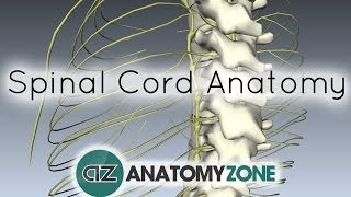 Spinal Cord  External Anatomy  3D Anatomy Tutorial [upl. by Alanah758]