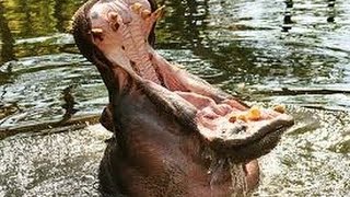 Homosassa Springs State Park Florida  Feeding Luke The Hippopotamus Bananas [upl. by Yrbua]