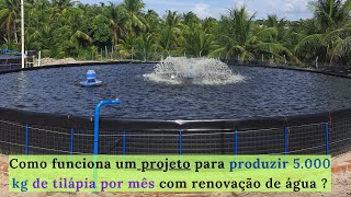 PISCICULTURA 497 Como produzir 5 000 kg de tilápia por mês como renovação de água [upl. by Aros]