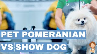 Pomeranian Showdown What are the Differences Between Pets and Show Dogs [upl. by Morty]