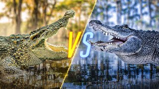 Crocodile VS Alligator [upl. by Pennington]