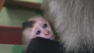 Adorable baby macaque antics [upl. by Beatrisa]