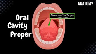 Oral Cavity Proper Palate amp Tongue  Oral Cavity Anatomy [upl. by Kries295]