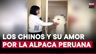 La alpaca peruana causa furor en China es considerada mascota y sus artesanías son un éxito total [upl. by Brout966]