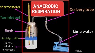 Anaerobic respiration experiment [upl. by Zetnom]