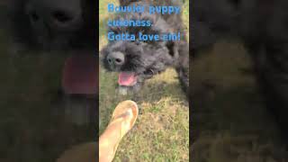 Bouvier Puppy cuteness puppylove cuteness overload Bouvier fun [upl. by Aime717]