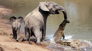 Crocodile Attacks Elephant [upl. by Lindon]