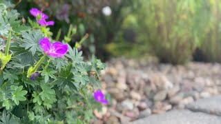 Elizabeth Event Center uses droughttolerant waterwise plants [upl. by Isolde259]