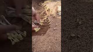 The process of digging fresh soybean sprouts [upl. by Aihsenrad765]