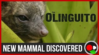 Scientists Discover A New Mammal  The Olinguito [upl. by Flowers739]