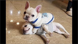 Funny and Cute French Bulldog Puppies Compilation 6  Cutest French Bulldog [upl. by Susanne]