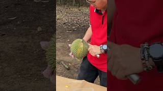 Durian Heaven Durian Cutting Master  Fruit Cutting Skills [upl. by Taran]