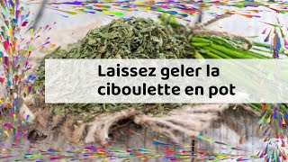 Laissez geler la ciboulette en pot [upl. by Castor456]