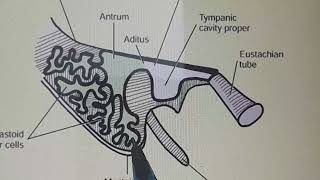 Tympanic Or Mastoid Antrum Anatomy [upl. by Hollingsworth]