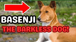 Basenji The Unique Barkless Dog Breed with Ancient Roots and Distinct Traits basenji basenjidog [upl. by Marchall446]